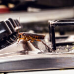 Pest Control in Tontitown