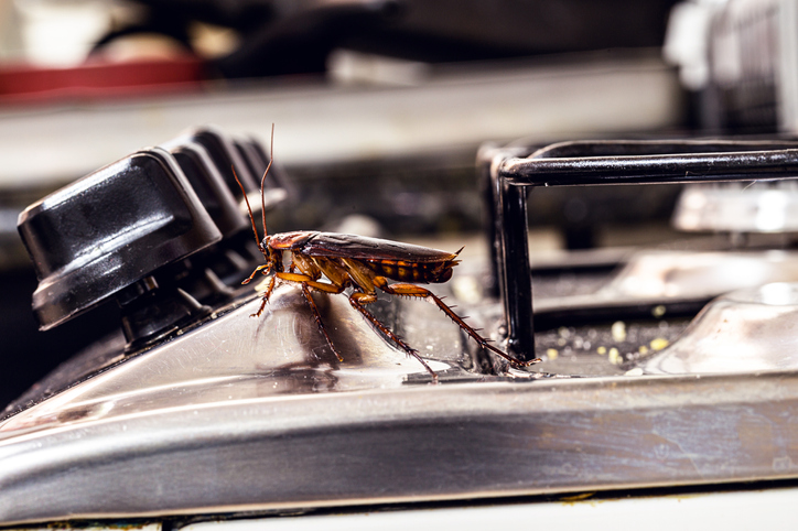 Pest Control in Tontitown