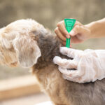 Flea Control