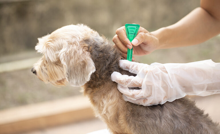 Flea Control