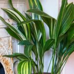 Indoor Plants Safe For Cats Low Light