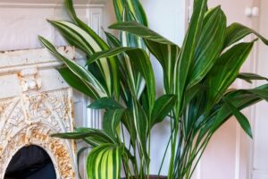 Indoor Plants Safe For Cats Low Light