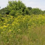6 Foot Tall Weed With Yellow Flowers