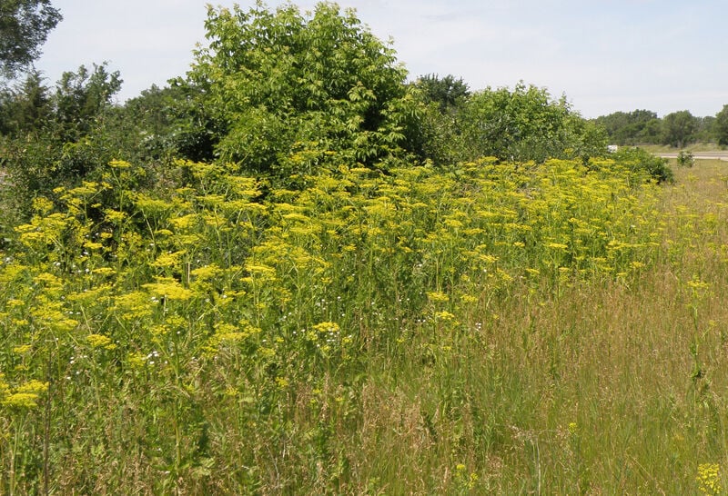 6 Foot Tall Weed With Yellow Flowers
