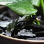 How To Use Charcoal In Potted Plants