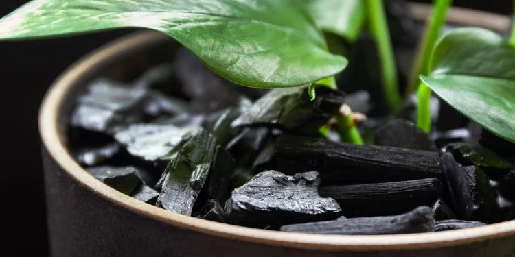 How To Use Charcoal In Potted Plants