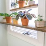 Shelves In Front Of Windows For Plants