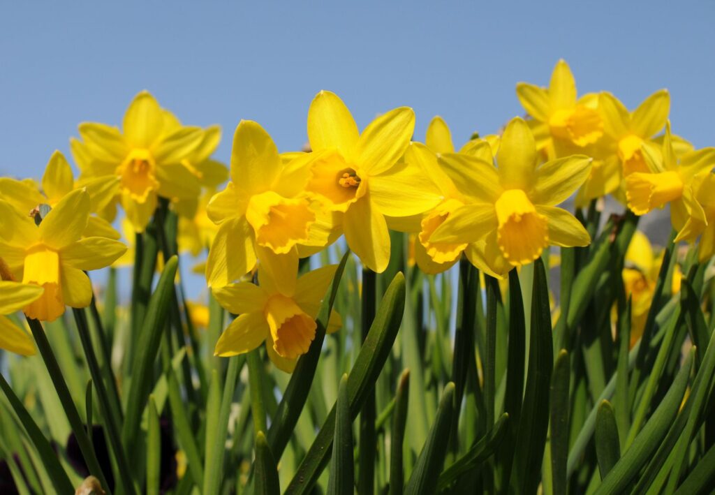 What Are The Yellow Flowers That Grow In Grass