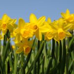 What Are The Yellow Flowers That Grow In Grass