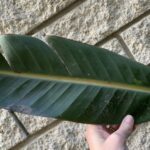 Why Is My Bird Of Paradise Leaves Splitting