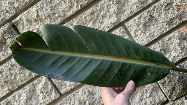 Why Is My Bird Of Paradise Leaves Splitting