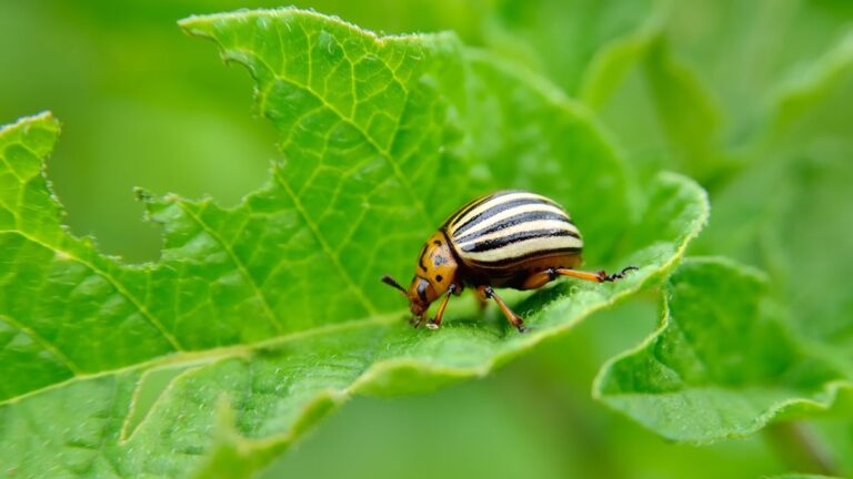 What Do You Spray On Plants To Make Them Shine
