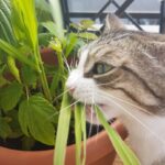 What To Do If Cat Eats Wandering Jew