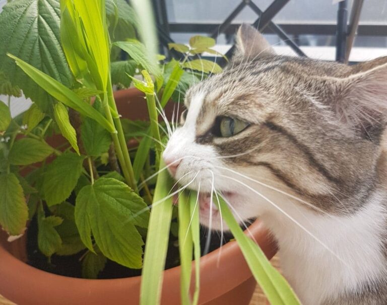 What To Do If Cat Eats Wandering Jew