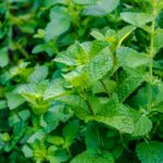 Plant That Smells Like Lemon When You Rub It