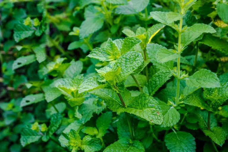 Plant That Smells Like Lemon When You Rub It