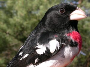 Black And White Bird With Red Chest