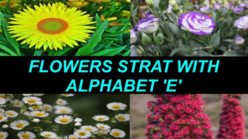 Flowers That Start With The Letter e