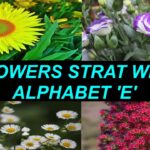 Flowers That Start With The Letter e