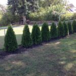 How Many Arborvitae Do i Need For 50 Feet