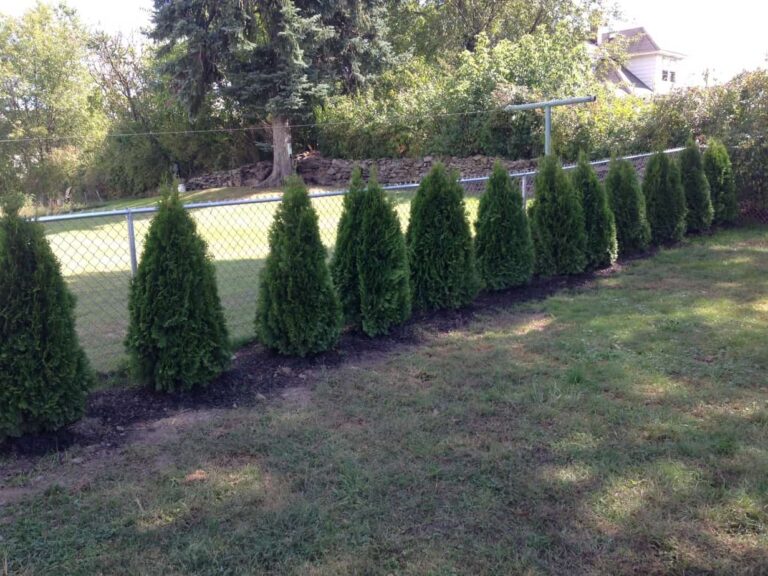 How Many Arborvitae Do i Need For 50 Feet