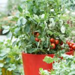 Tomato Is To Garden As Tree Is To
