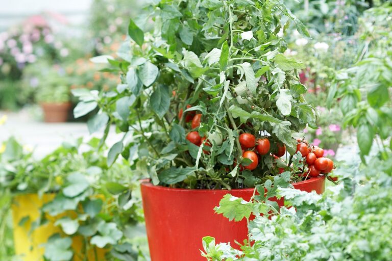 Tomato Is To Garden As Tree Is To